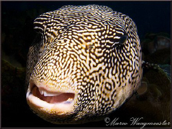 Encounter with a Map Pufferfish (Arothron mappa) during d... by Marco Waagmeester 